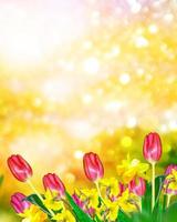 Bright and colorful spring flowers daffodils and tulips photo