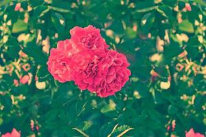 delicadas flores de jardín de rosas silvestres foto
