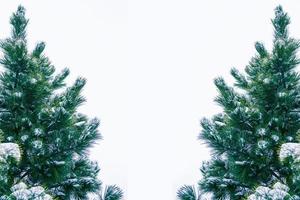 Christmas tree in the snow isolated on a white background. greeting card. photo