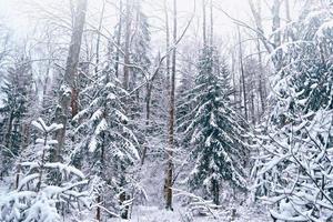 bosque en la escarcha. paisaje de invierno árboles cubiertos de nieve foto