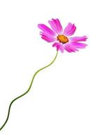 Cosmos flowers isolated on white background photo