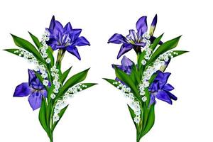 Blue flowers irises isolated on white background photo