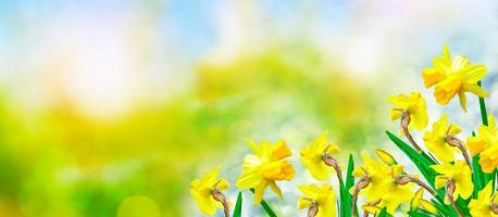 Bright and colorful flowers daffodils photo