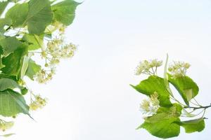 Sprig of white flowers of linden on a background summer landscape photo