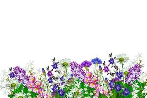 Bright colorful field and garden flowers isolated on white background. photo