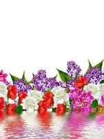 lilac flowers. Flowers peonies photo