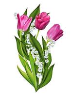 spring flowers tulips isolated on white background photo