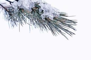 forest in the frost. Winter landscape. Snow covered trees. photo