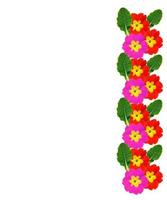 spring flowers primula isolated on white background. photo