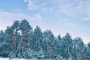 Frozen winter forest with snow covered trees. photo