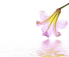 Bright lily flowers isolated on white background. photo