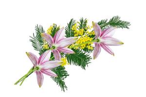 Bush of yellow spring flowers mimosa isolated on white background. photo