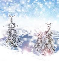 Winter background. winter forest photo