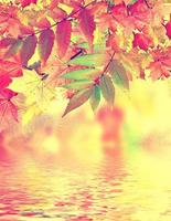 Autumn foliage. Golden Autumn. photo