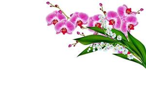 Orchid flower isolated on white background. photo