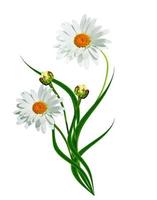 daisies summer white flower isolated on white background photo