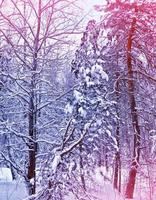 forest in the frost. Winter landscape. Snow covered trees. photo