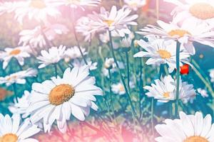 White bright daisy flowers on a background of the summer landscape. photo