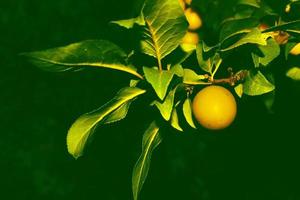 Ripe cherry plum on a branch. yellow plum fruit. Orchard. The maturation of the fruit. Summer fruit photo