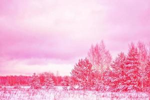 Frozen winter forest with snow covered trees. photo