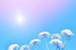 Fluffy dandelion flower against the background of the summer landscape. photo