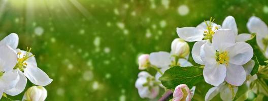 Spring landscape. Blossoming branch apple. nature photo