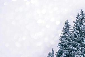 Frozen winter forest with snow covered trees. photo