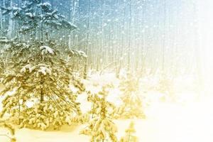 bosque de invierno congelado con árboles cubiertos de nieve. foto