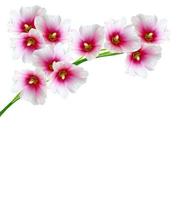mallow flowers isolated on white background photo