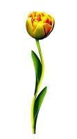 tulipán holandés aislado sobre fondo blanco foto