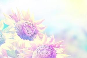 Beautiful sunflower field in summer. yellow flowers photo