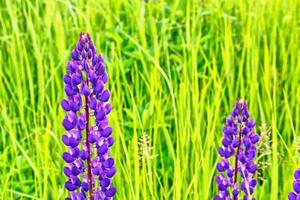 Summer landscape with beautiful bright lupine flowers photo