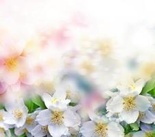 White jasmine. The branch delicate spring flowers photo