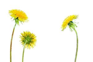 Fluffy dandelion flower isolated on white background. photo