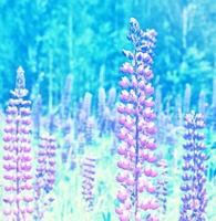 Bright lupine flowers in the background of the summer landscape. photo