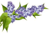 Branch of lilac flowers isolated on white background photo