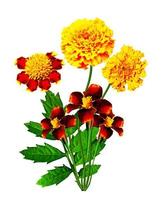 Marigold flowers isolated on white background photo