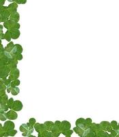 leaf clover on white background photo