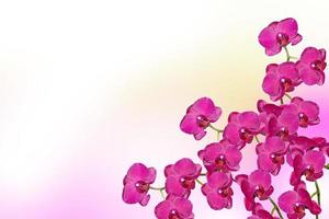 flores de orquídeas de colores. hermosas flores de orquídeas. foto