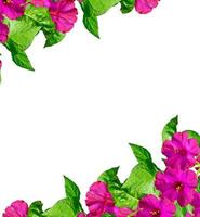 petunia flowers isolated on white background photo