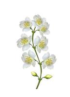 branch of jasmine flowers isolated on white background photo