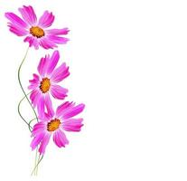 daisies summer flower isolated on white background. photo