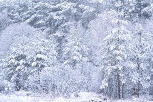 Abstract blurred winter background. Trees in the snow. photo