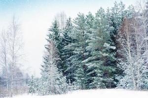 Frozen winter forest with snow covered trees. photo