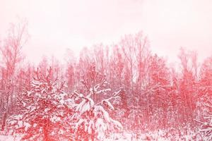 Frozen winter forest with snow covered trees. photo