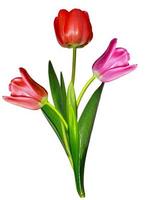 spring flowers tulips isolated on white background photo