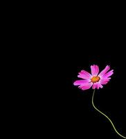 Cosmos flowers isolated on black background. photo