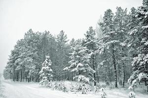 Frozen winter forest with snow covered trees. photo