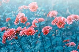 coloridas flores de crisantemo sobre un fondo del paisaje otoñal foto