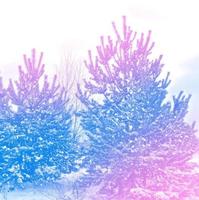 Frozen winter forest with snow covered trees. photo